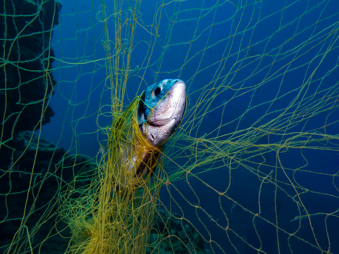 A Ghost Net has entangled a two banded sea bream.