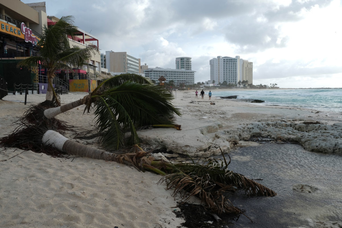 Hurricane Milton Tampa Florida Beach Cleanup Palm trees lie on the sand after a surge of ocean water flooded part of the beach during Hurricane Milton on a Tampa Florida beach.